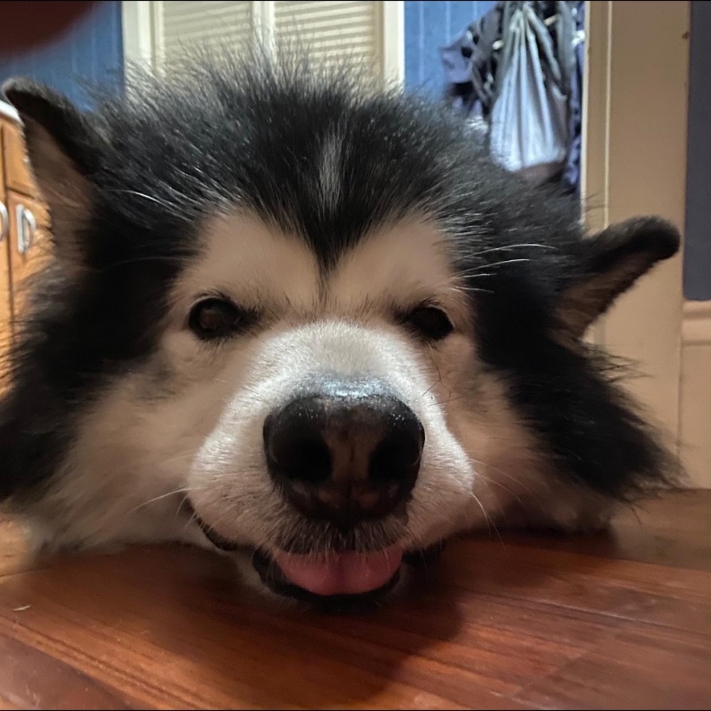 Meet your Posher, Denali